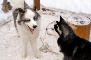 Two Siberian Husky dogs looks around. Husky dogs has black and white coat color. Snowy white background