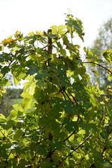 Grapes from the wine-growing region on the Danube photographed in detail