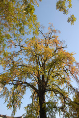 Hongcun Ancient Town in Anhui Province, China. The famous gingko or maidenhair tree in a square in Hongcun. One of the important landmarks in the ancient town of Hongcun in China.