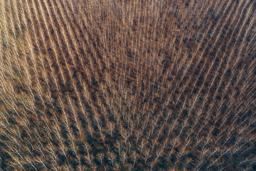 Aerial photography of cottonwood forest in winter