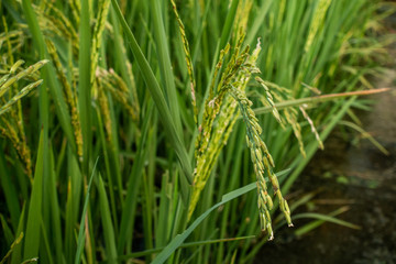 Rice spike in rice field of thailand.