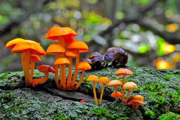 Mycena Leaiana Mushrooms, Avon Trail, Ontario, Canada © Doug Gordon