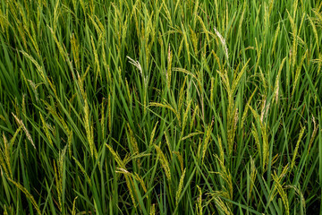 Rice spike in rice field of thailand.