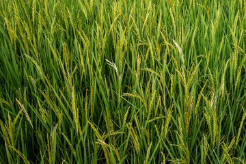Rice spike in rice field of thailand.