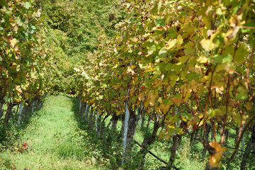 Grapes from the wine-growing region on the Danube photographed in detail