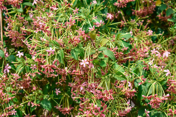 Rangoon Creeper Fructus Quisqualis indica tri-color Combretum indicum looking awesome in an indian house garden.