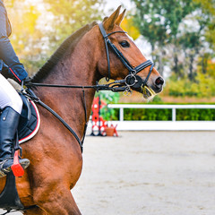 Beautiful girl on sorrel horse in jumping show, equestrian sports. Brown horse and girl in uniform going to jump. Web header or banner design.