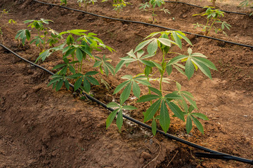 Big Cassava on the floor, Thai Farm.