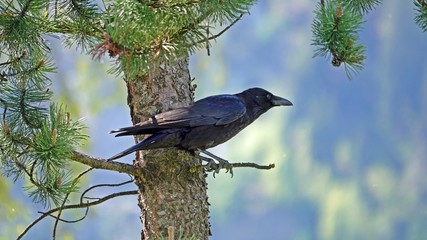 a raven perch on a mountain pine