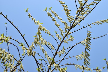 きぶし, 木伏