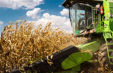 Combine harvester working in a corn field