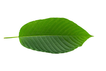 Fototapeta premium Mitragynina speciosa or Kratom leaves isolated on white background