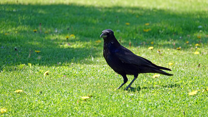 Fototapeta premium a raven in the garden on a sunny day