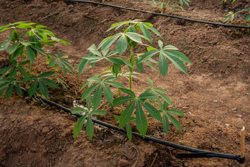 Big Cassava on the floor, Thai Farm.