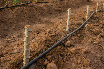 Big Cassava on the floor, Thai Farm.