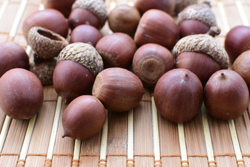  acorns or dried oak seed from cold ground