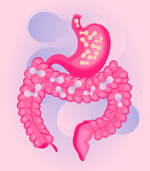 tomach and intestine are getting probiotic bacteria, lactobacillus. Healthcare, immunity supp