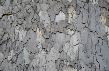 Sycamore bark texture