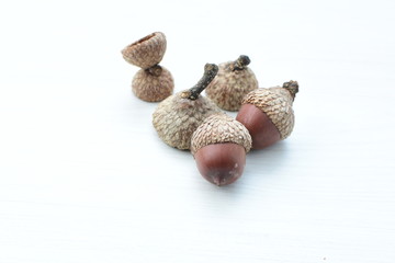  acorns or dried oak seed from cold ground