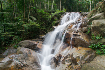 Waterfall/stream in a deep rain forest.