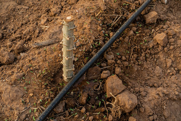 Big Cassava on the floor, Thai Farm.