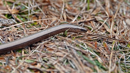a beautiful anguis fragilis on the forest floor