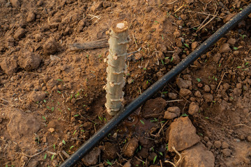 Big Cassava on the floor, Thai Farm.