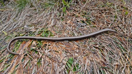 a beautiful anguis fragilis on the forest floor