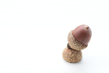  acorns or dried oak seed from cold ground