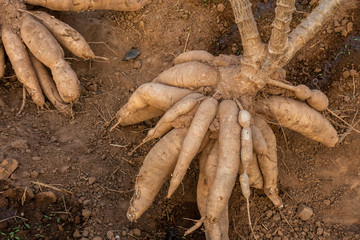 Big Cassava on the floor, Thai Farm.