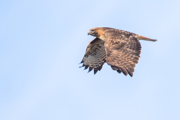 A Hunting Red-Tailed Hawk Flies Overhead