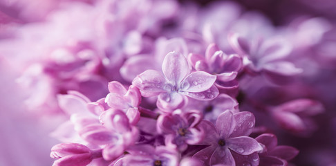 Lilac background. Purple lilac flowers spring blossom background