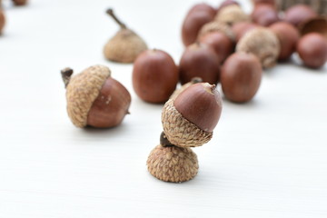  acorns or dried oak seed from cold ground