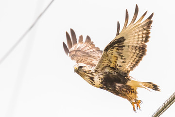 A Rough-Legged Hawk Launches into Flight From a Power Line