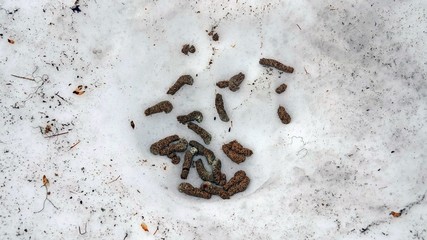 this is the droppings at the black grouse in the courtship
