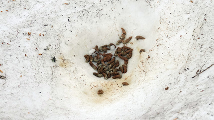 this is the droppings at the black grouse in the courtship