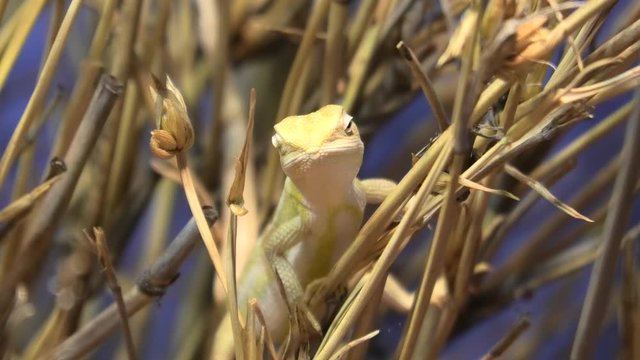 Cane Grass Dragon, a species of lizard in Desert Park, Northern Territory, Australia. Diporiphora winneckei species.