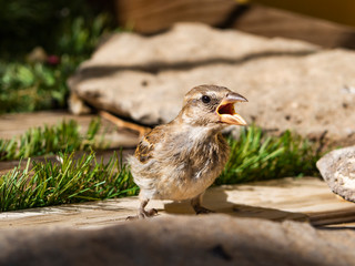 passer domesticus calling his mother
