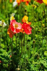 Poppy field in full bloom against sunlight. Toowoomba, QLD, Australia.