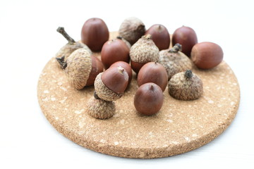  acorns or dried oak seed from cold ground