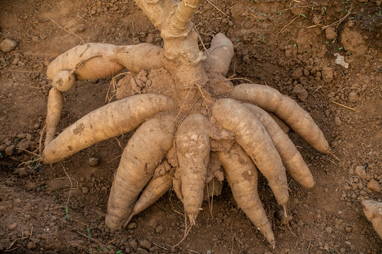 Big Cassava on the floor, Thai Farm.