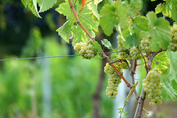 Grapes from the wine-growing region on the Danube photographed in detail