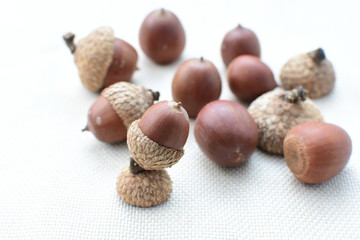  acorns or dried oak seed from cold ground