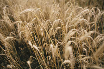 Spikelets of wheat in the sunlight. Wheat field