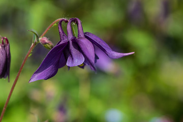 Frühlingsblumen