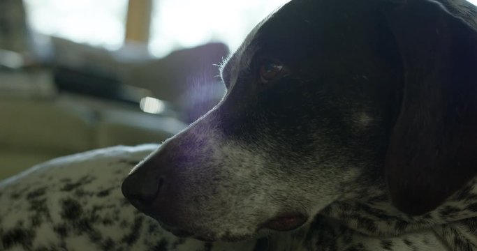 Older German Shorthaired pointer dog looks up at owner from mat in living room - close up