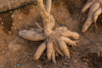 Big Cassava on the floor, Thai Farm.