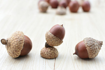  acorns or dried oak seed from cold ground