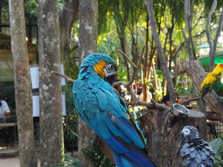 blue and yellow macaw