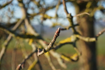 branch of tree in spring